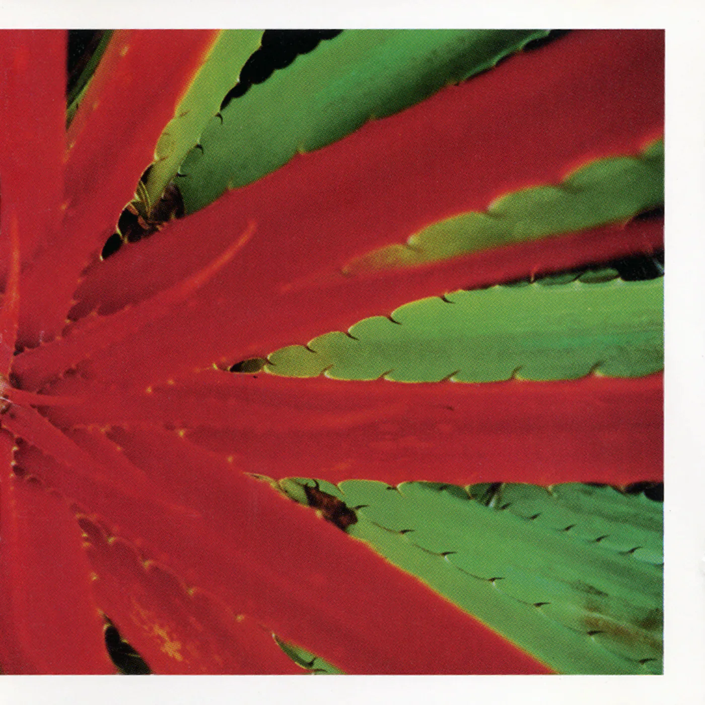 Jejune: This Afternoons Malady 12"