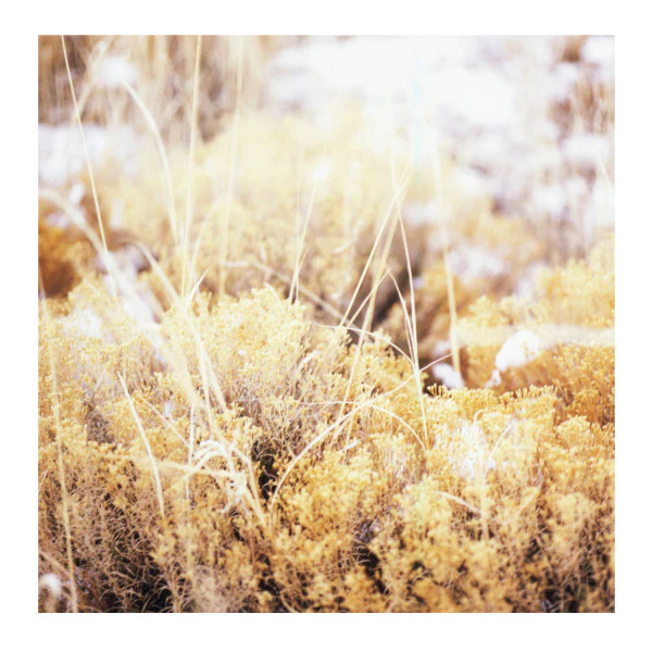 Mamiffer: The Brilliant Tabernacle 12"